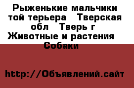 Рыженькие мальчики той-терьера - Тверская обл., Тверь г. Животные и растения » Собаки   